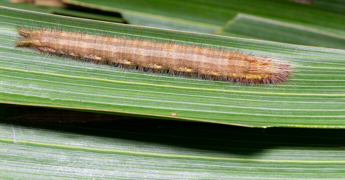 Caterpillar of palm king butterfly ( Amathusia phidippus ) on host plant