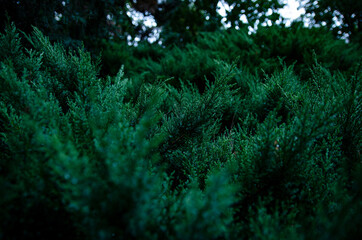 Fototapeta na wymiar autumn green bushes after dark
