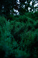 
autumn green bushes after dark