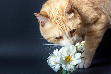 Red cat sniffing a vase of white flowers