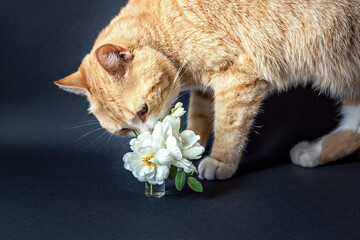 Red cat sniffing a vase of white flowers