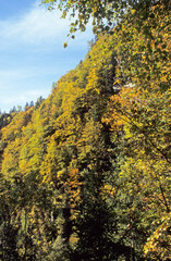 Fototapeta premium Mountain forest trees in Autumn. Gold, reds, green leaves. Blue sky and white clouds.