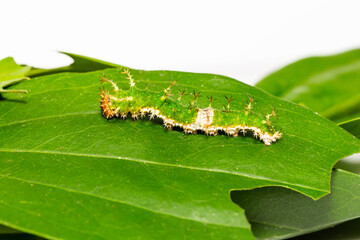 Caterpillar of black-veined sergeant butterfly on leaf  in latest instar