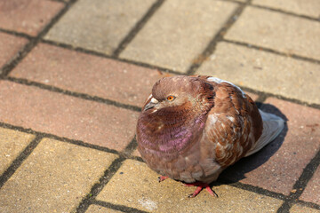 Dove in the city park.