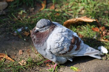 Dove in the city park.