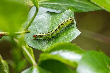 Caterpillar on the leaves
