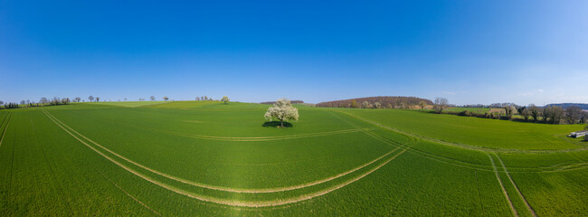 Aerial drone view, landscape with blooming apple trees in Johlin