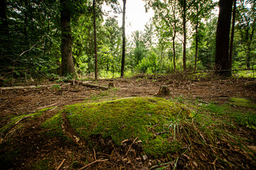 
moss on the rocks in the forest