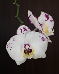 White orchids with purple spots