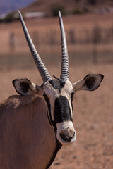 Curious gemsbok, also kinown as Oryx, with beautiful vertical horns and a distinct black and white pattern on its face and legs.