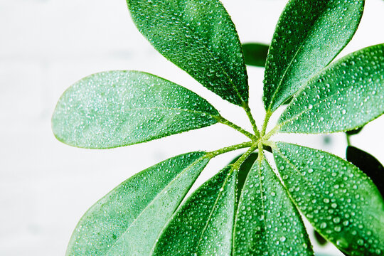  Houseplant leaf with water drops. Sheflera is a home flower.