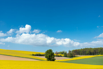 Agricultural landscape with rape field in Johlingen