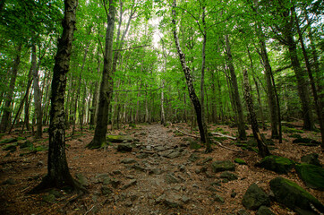 Fototapeta premium muddy path in the woods
