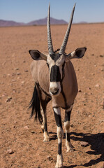 Curious gemsbok, also kinown as Oryx, with beautiful vertical horns and a distinct black and white...