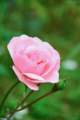 Beautiful pale pink rose on a background of green foliage