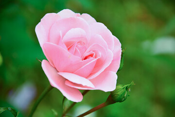 Beautiful pale pink rose on a background of green foliage