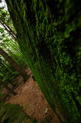 
moss on a rock with grass in the forest