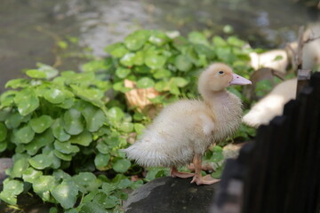 several cute yellow ducklings by a pond clean themselves and enjoy the sunshine