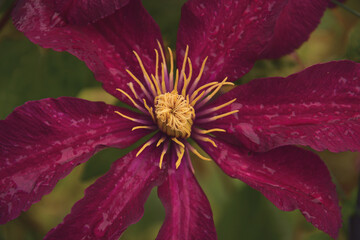 Bright burgundy clematis