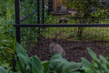 colored green tropical peacocks behind the cage of a close forest zoo. cell, cruel exploitation of...