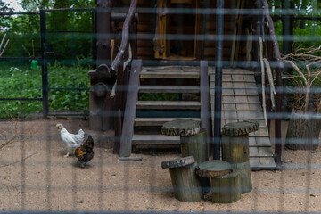 colorful chickens in cage .chicken coop behind a net cell at the zoo, stairs © SymbiosisArtmedia