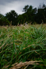 
close-up of green grass in the forest