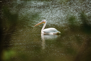 Close up shot of Pelican bird in fresh water lake