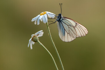The   butterfly Aporia crataegi butterflyrus covered with dew sits on a summer morning on a daisy flower