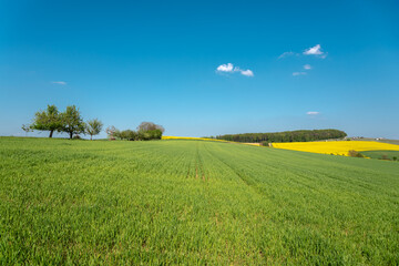 Agricultural landscape with rape field in Johlingen