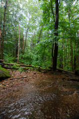 
muddy path in the woods