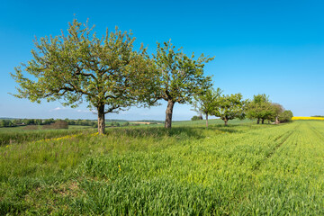 Agricultural landscape with apple trees in Johlingen