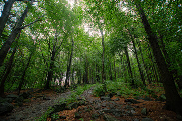 
stone path in the forest