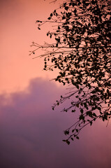 Dark Tree Branches Against a Pink and Purple Sunset Sky - Vertical