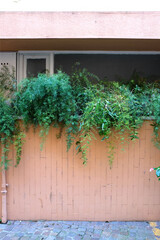 Balkonbepflanzung, Asparagus