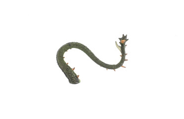 dragon tail isolated on white background