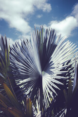 Palm leaves and blue sky on a sunny day