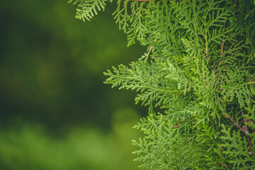 Fototapeta premium close up of green branches of thuja plant.with space for text. Natural background