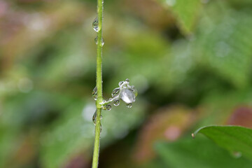 雨上がり、ツツジの茎に乗る水滴