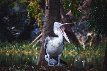 The great white pelican with it's open beak.