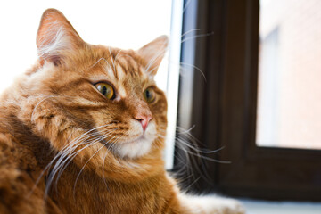 Ginger fat cat lies on the windowsill