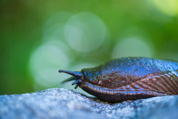Slug, or land slug - Limaco, Redes Natural Park, Caso Council, Asturias, Spain, Europe