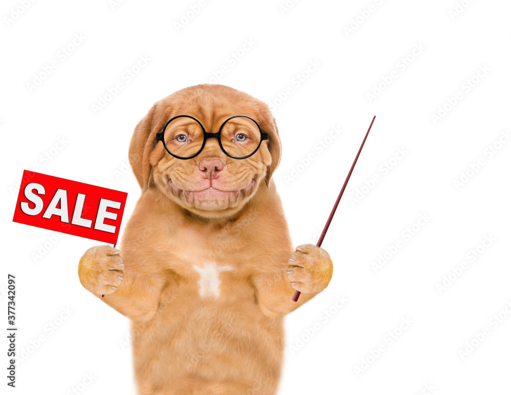 Poster Smiling smart puppy holds sales symbol and points away on empty space. isolated on white background