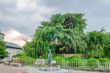 京都の円山公園の枝垂れ桜