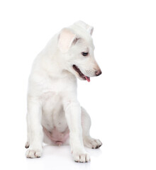 Puppy looks away and down. Isolated on white background