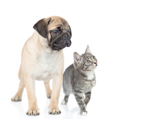 Pug puppy and scottish kitten sit together and look away and up on empty space. isolated on white background