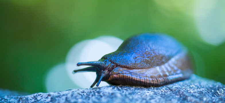 Slug, or land slug - Limaco, Redes Natural Park, Caso Council, Asturias, Spain, Europe