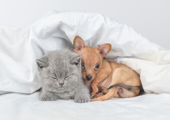 Cute baby kitten and toy terrier puppy sleep together under white blanket on a bed at home