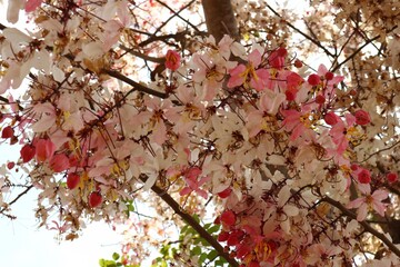 (Cassia javanica) pink rainbow flowers blooming pink bath tree background beautiful sky in summer thailand nature background Selectable focus.
