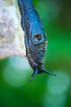 Slug, or land slug - Limaco, Redes Natural Park, Caso Council, Asturias, Spain, Europe