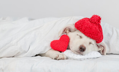 Obraz premium Puppy wearing red warm hat sleeps on pillow under blanket on a bed at home with red heart. Empty space for text